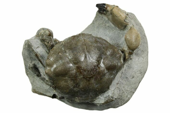 Eocene Fossil Crab (Pulalius) - Washington State #354988